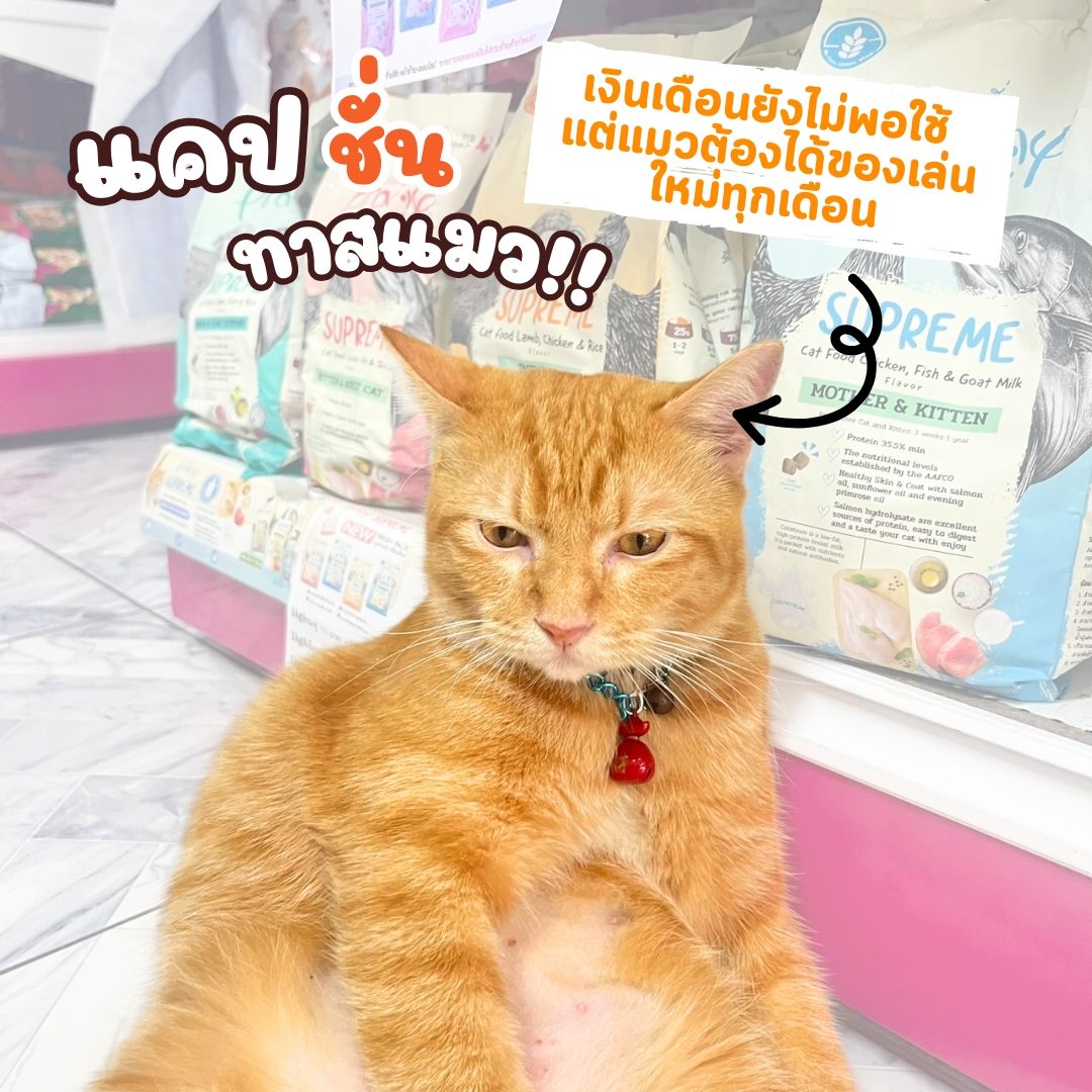 ม่อนมาแจกกกกกก  แคปชั่นทาสแมวงับบบ!! 🐱💖
