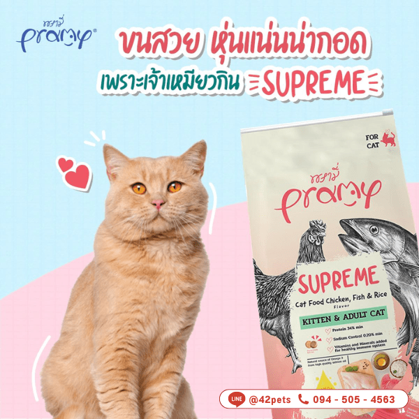 มาแล้วตามคำเรียกร้องง!!! อาหารเม็ดน้องแมว พรามี่ ซูพรีม (Pramy Supreme)!!! 😻สูตร Kitten& Adult .