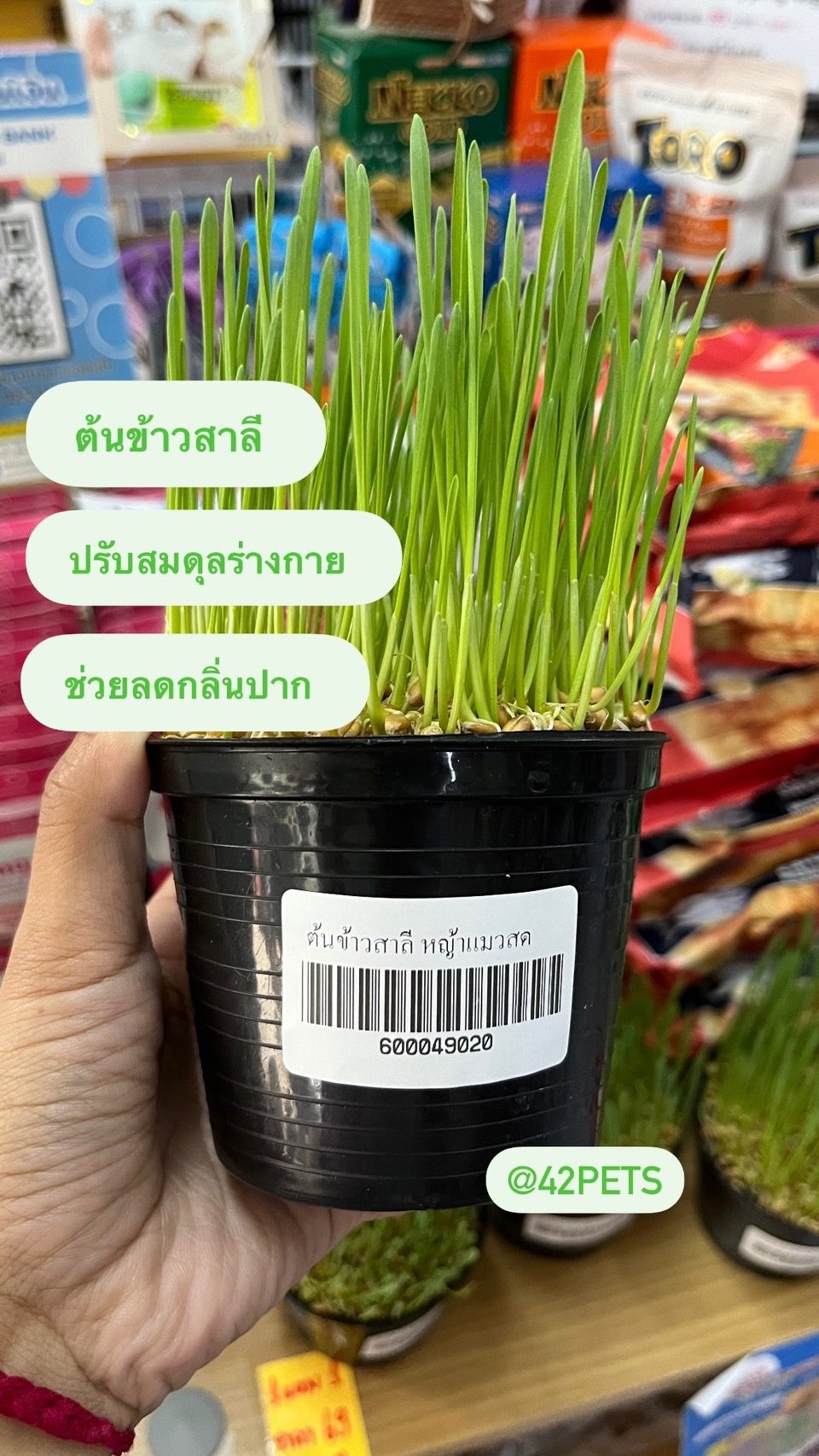 ต้นอ่อนข้าวสาลี สำหรับสัตว์เลี้ยง แบบปลูกเสร็จ พร้อมทาน