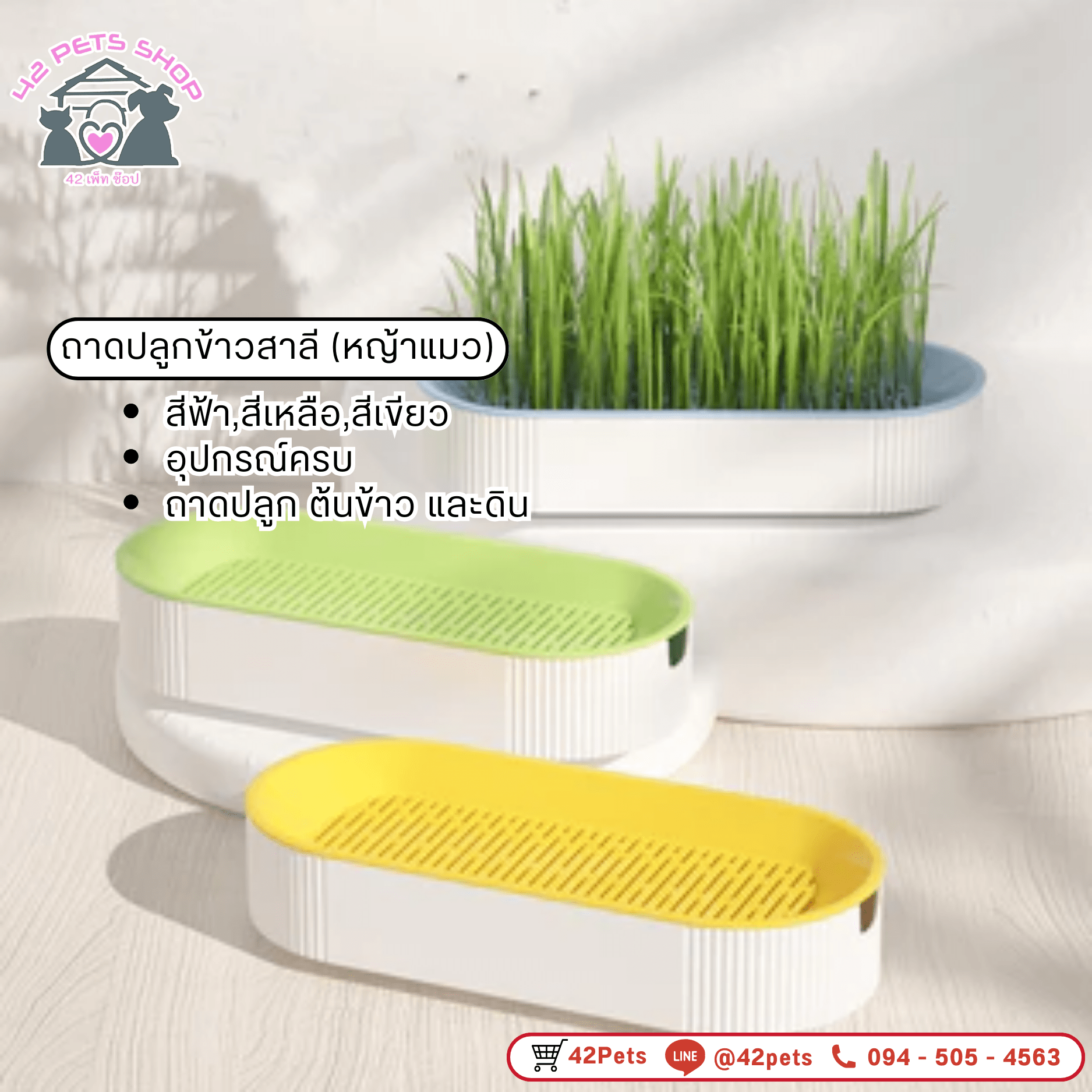 Pets Grass 🌿ชุดปลูกต้นอ่อนข้าวสาลี